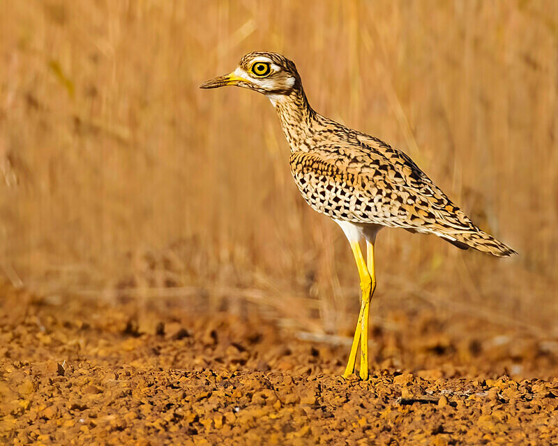 Spotted Thick Knee - The Gambia Nov/Dec 2023
