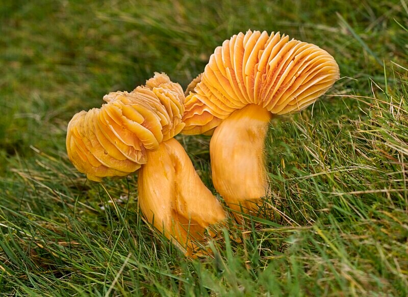 Meadow Waxcap - Waxcaps