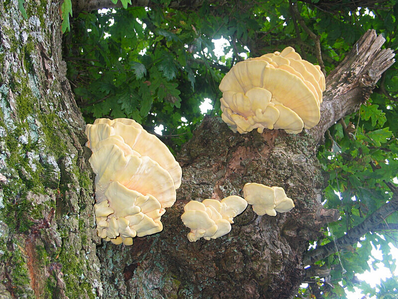 Chicken of the Woods - Brackets