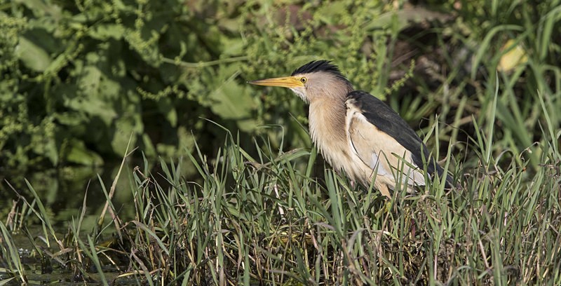 Male Little Bittern. - Lesvos, Spring 2017