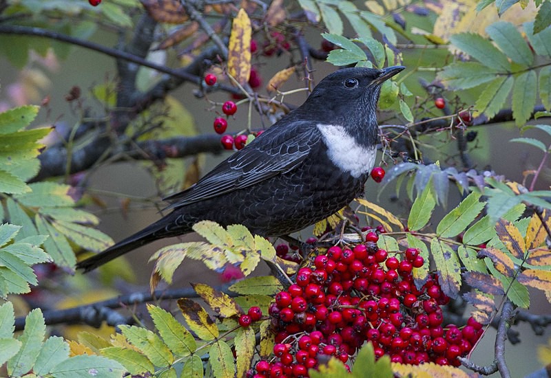 Male Ring Ouzel - Thrushes & Ouzels
