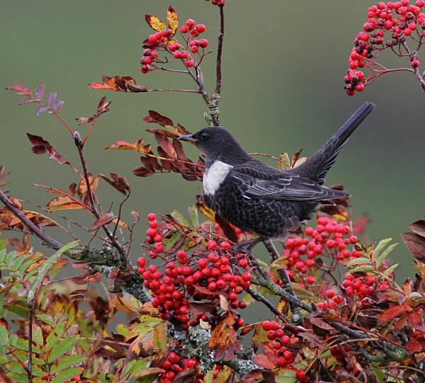 Male Ring Ouzel - Thrushes & Ouzels