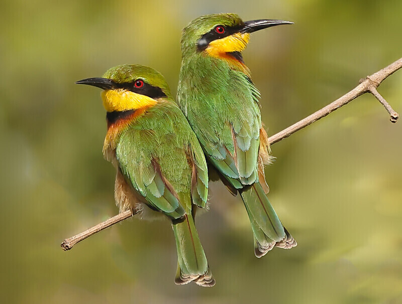 Little Bee Eaters - The Gambia Januarry 2026