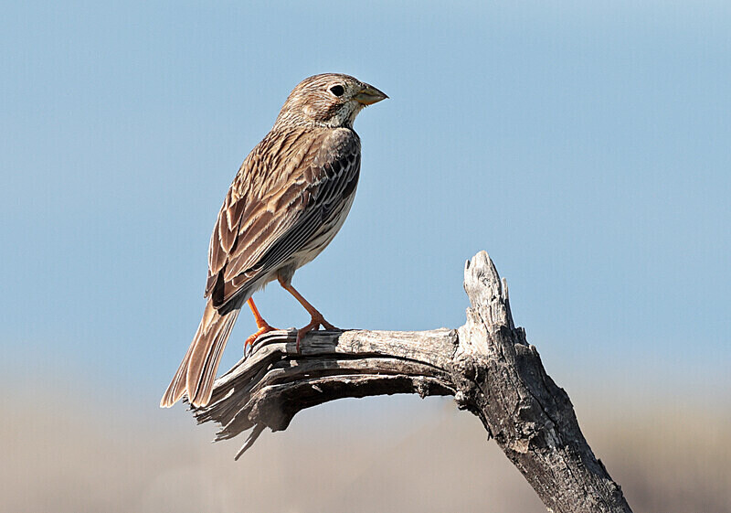 Corn Bunting - Lesvos 2025