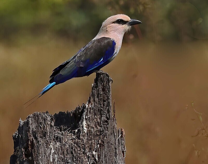 Blue Bellied Roller - The Gambia Januarry 2026