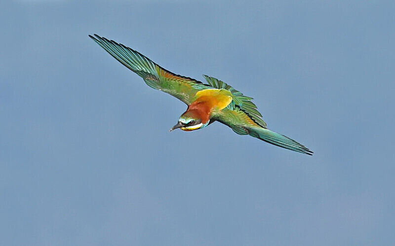 European Bee Eater - Lesvos 2025