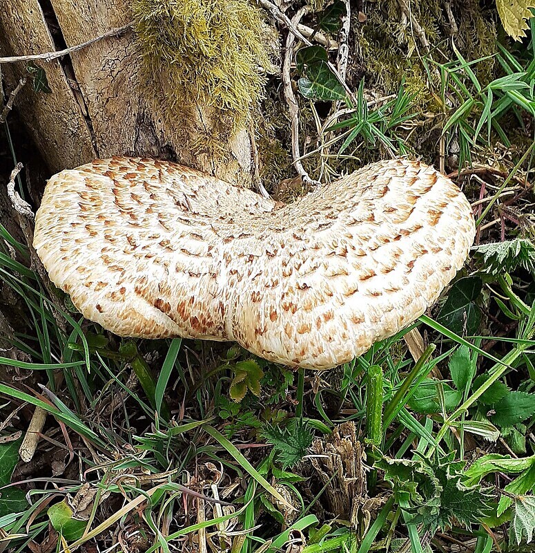 Dryads Saddle - Saddles