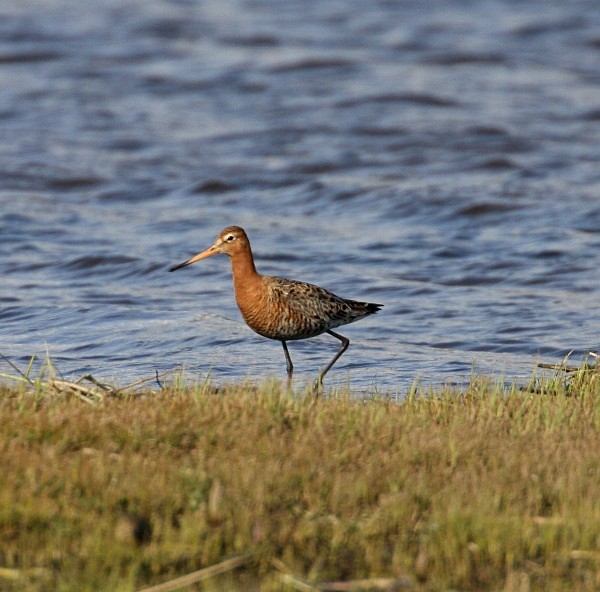 Black Tailed Godwit - Waders and Plovers