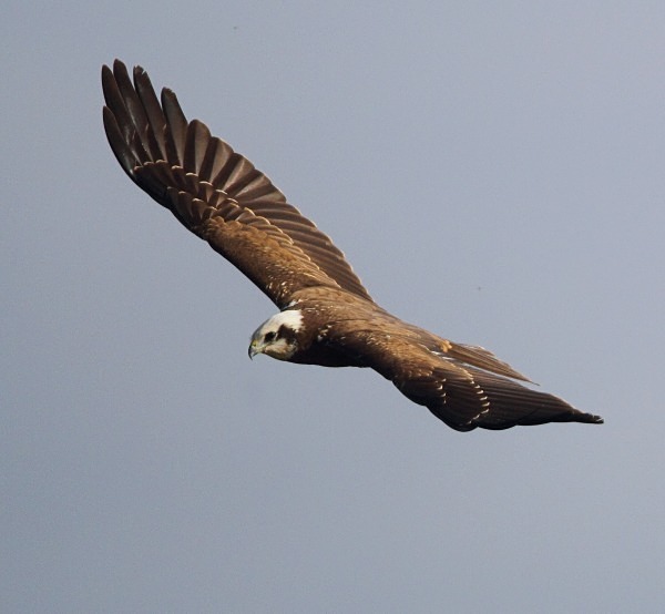 Marsh Harrier - Norfolk, Spring 2012