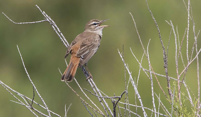 Rufous Bush Chat. - Lesvos, Spring 2017