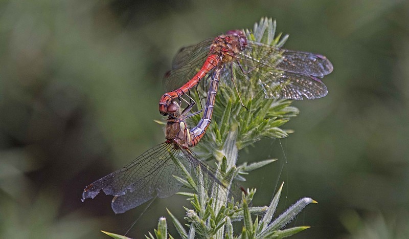 Common Darters - Dragonflies and Damselflies