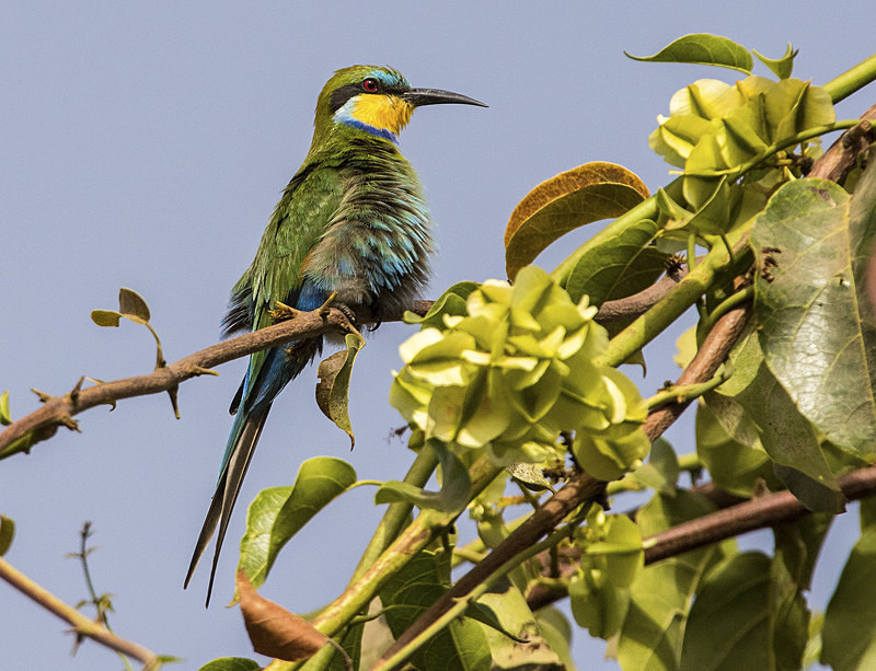 Swallow-tailed Bee-eater. - The Gambia 2018