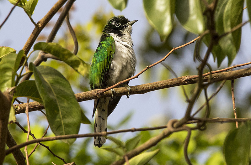 Klass's Cuckoo. - The Gambia 2018