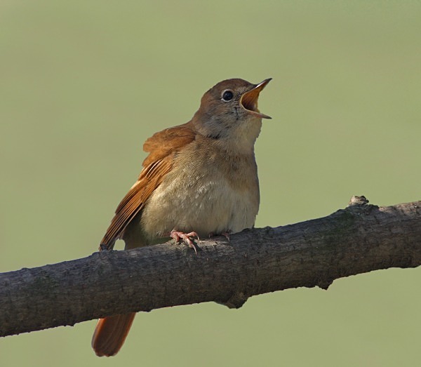 Nightingale - Lesvos 2011