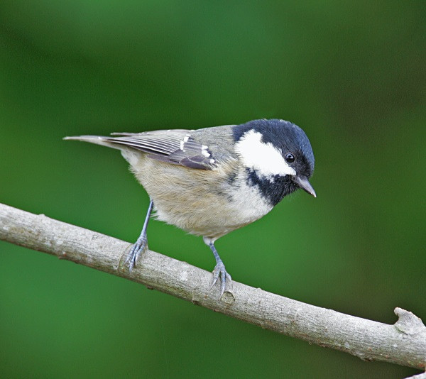 Coal Tit - Crests & Tits