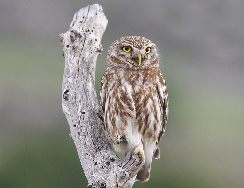 Little Owl - Selection Box