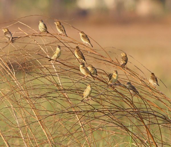 Baya Weavers - Indian Birds