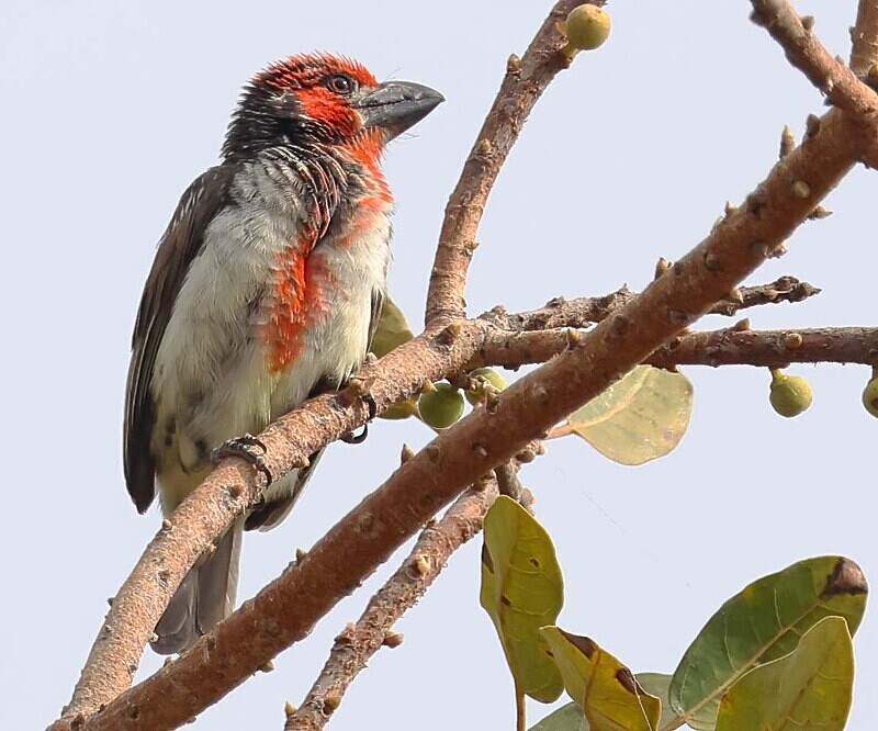 Vieillots Barbet - The Gambia Januarry 2026