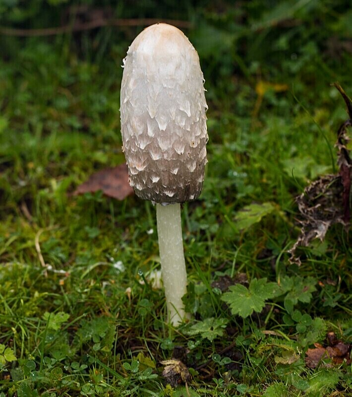 Shaggy Incap - Caps