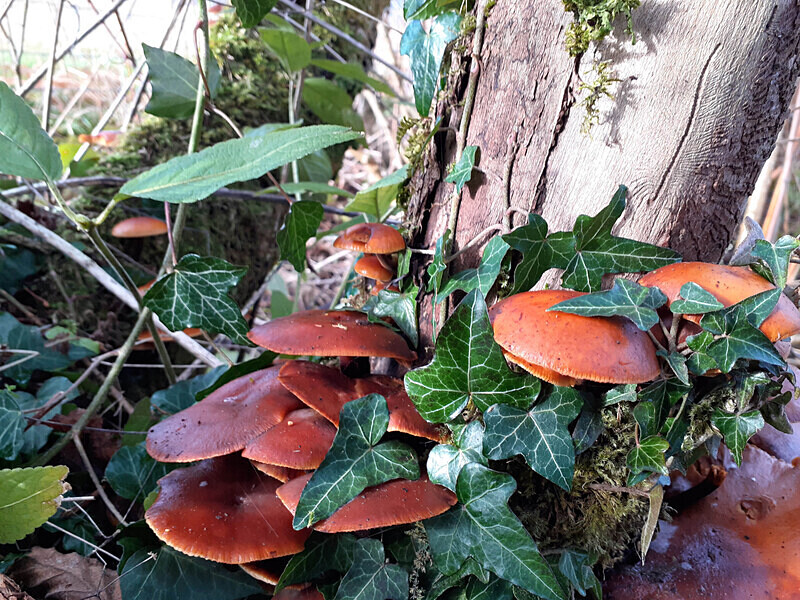 Velvet Shank - Caps