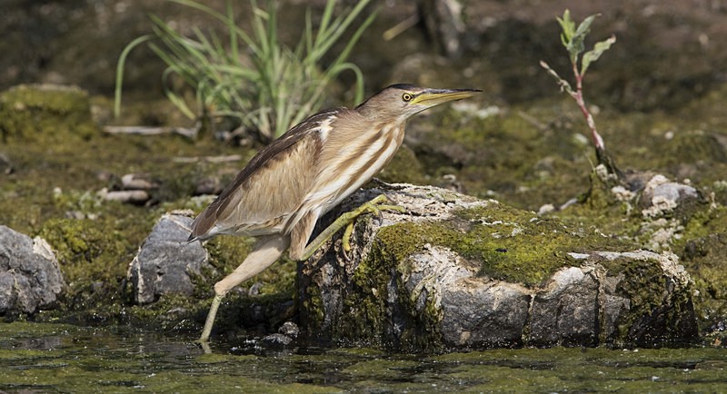 Female Little Bittern. - Lesvos, Spring 2017