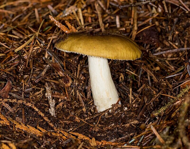 Ochre Brittlegill - Caps