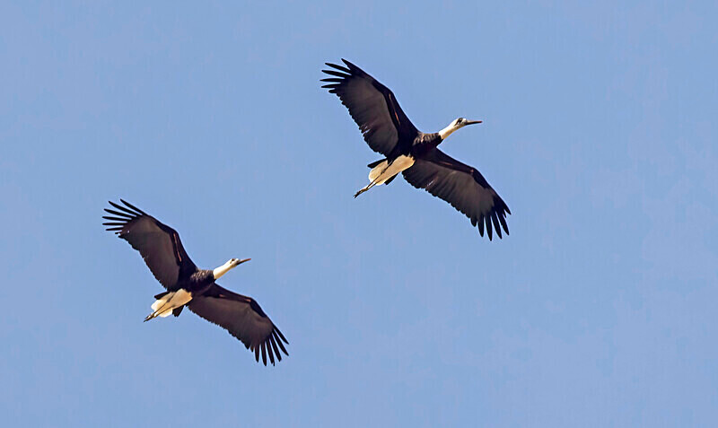 Woolly-necked Stork - The Gambia Nov/Dec 2023