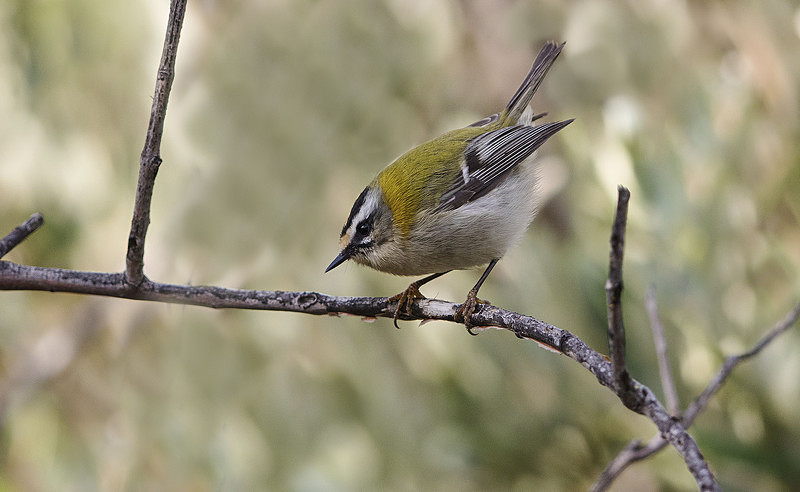 Firecrest - Mallorca