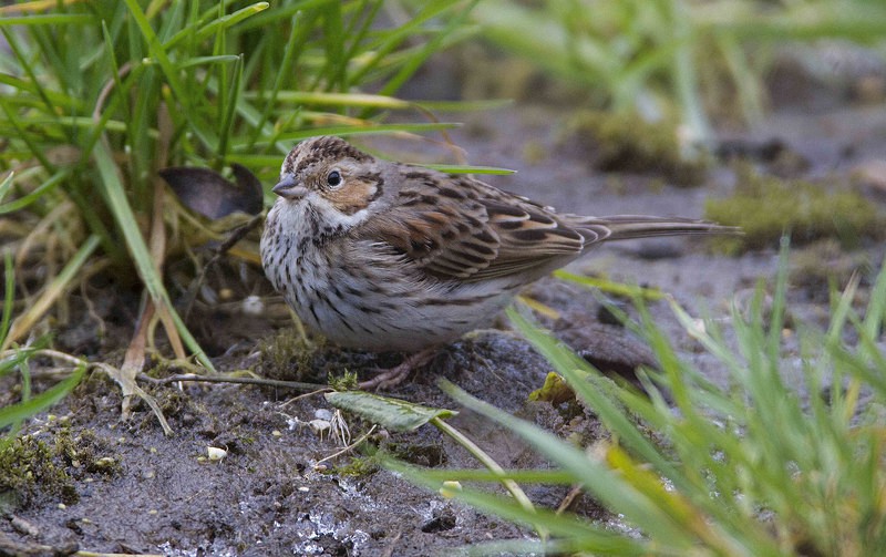 Little Bunting - Little Bunting