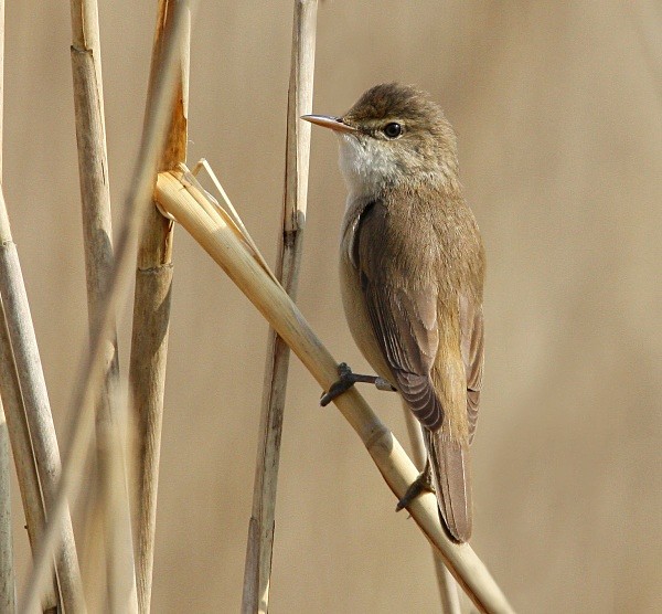 Reed Warbler - Warblers
