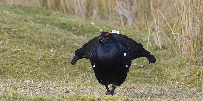 Black Grouse - Black Grouse