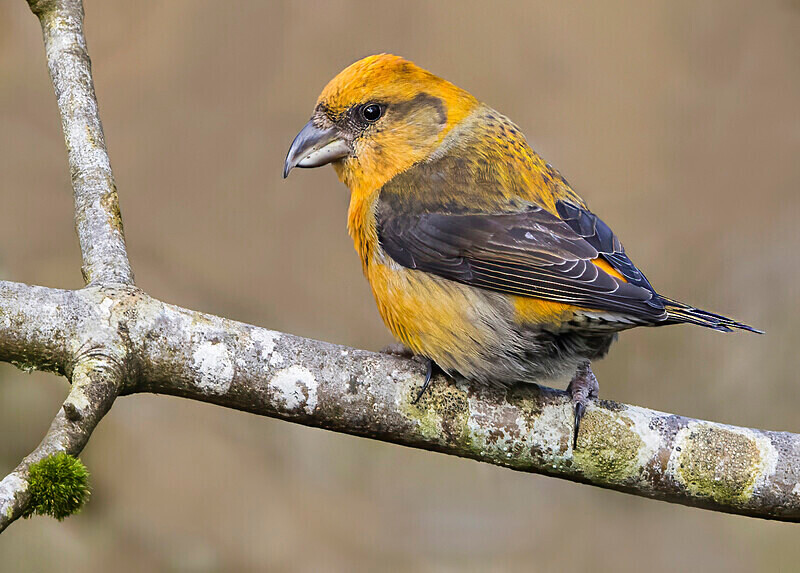 Crossbill - Crossbills