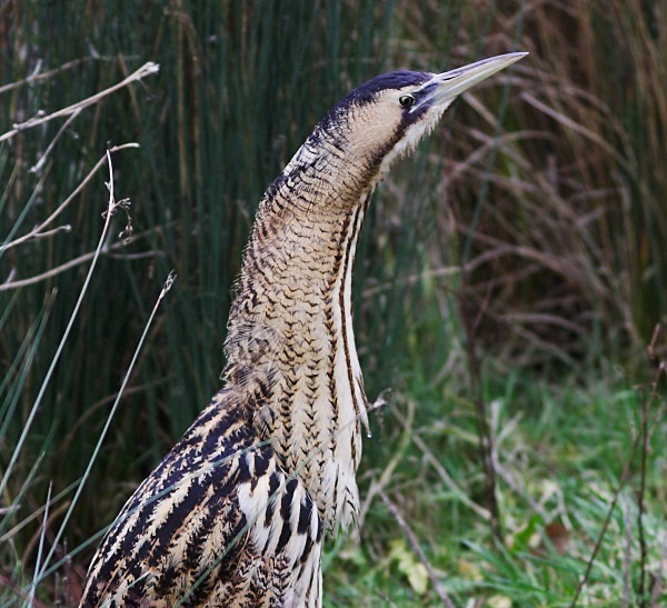 Bittern - Herons, Egrets, Rails & Divers