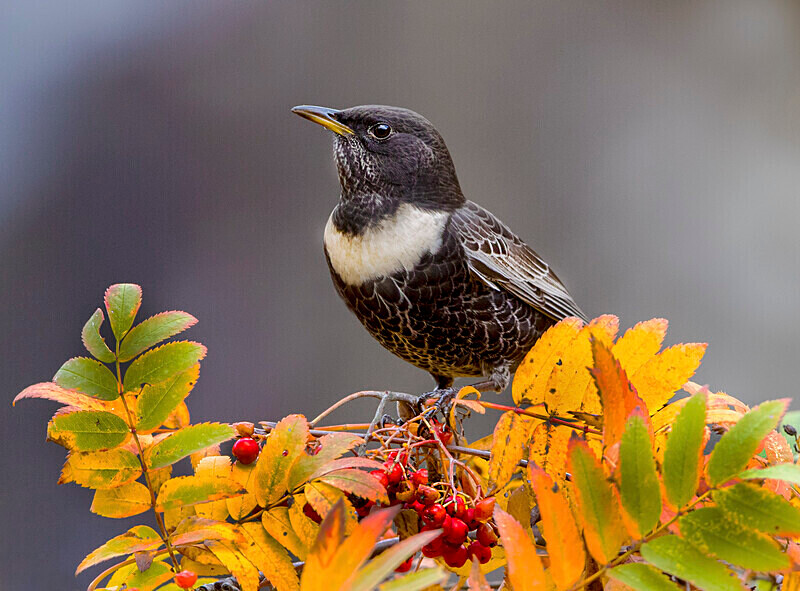 Ring Ouzel - Ring Ouzels