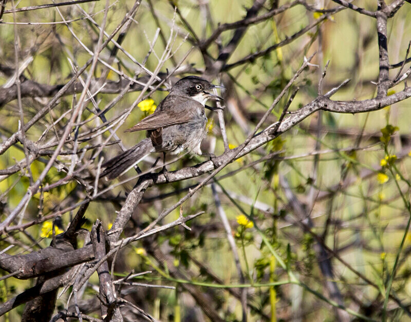 Orphean Warbler - Lesvos May 2022