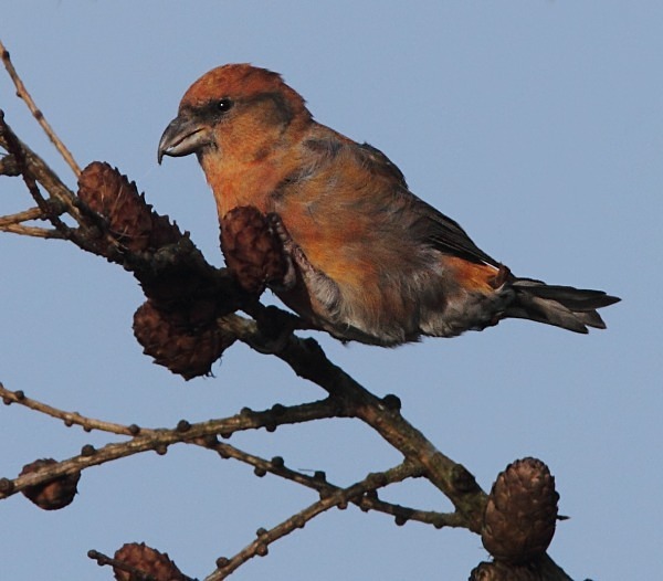 Male Crossbill - Crossbills