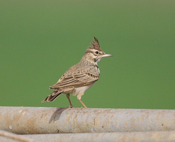 Crested Lark - Cyprus Birds
