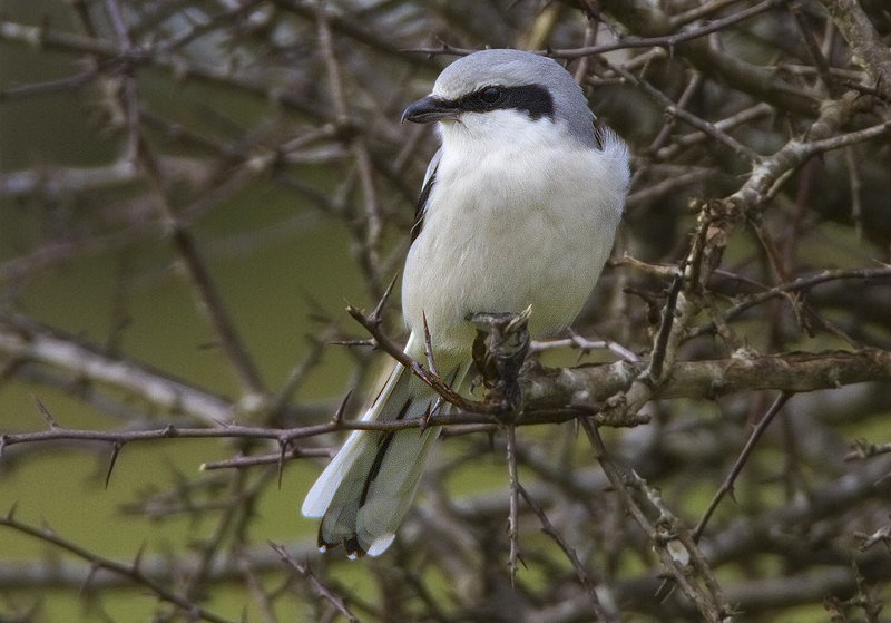 Northern Grey Shrike - Cuckoos, Shrikes & Waxwings