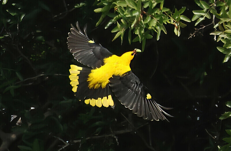 Golden Oriole - Lesvos 2025