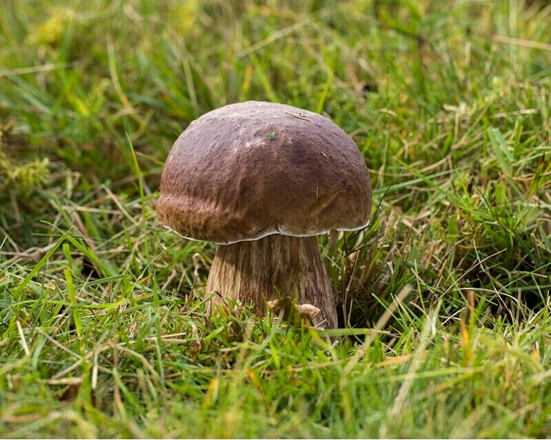 Cep - Boletes