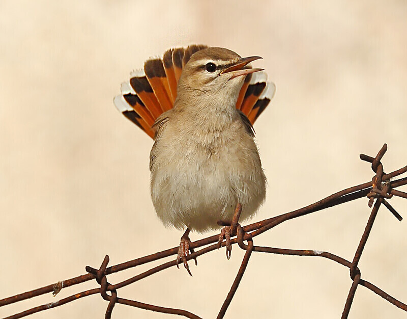 Rufous Scrub Robin - Lesvos 2025