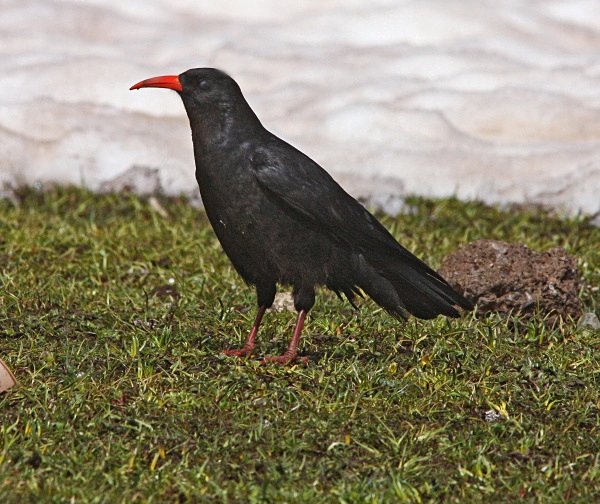 Red Billed Chough - Morocco Birds