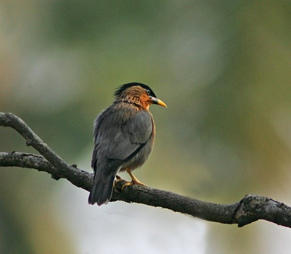 Brahminy Starling - Indian Birds