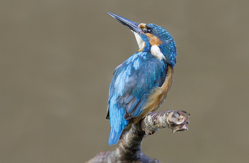 Male Kingfisher - Kingfishers