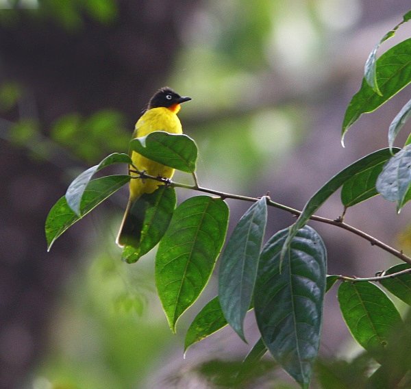 Flame Throated Bulbul - Indian Birds