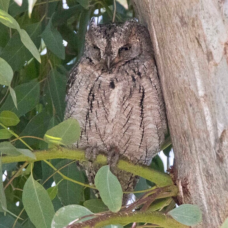 Scops Owl. - Lesvos April/May 2023