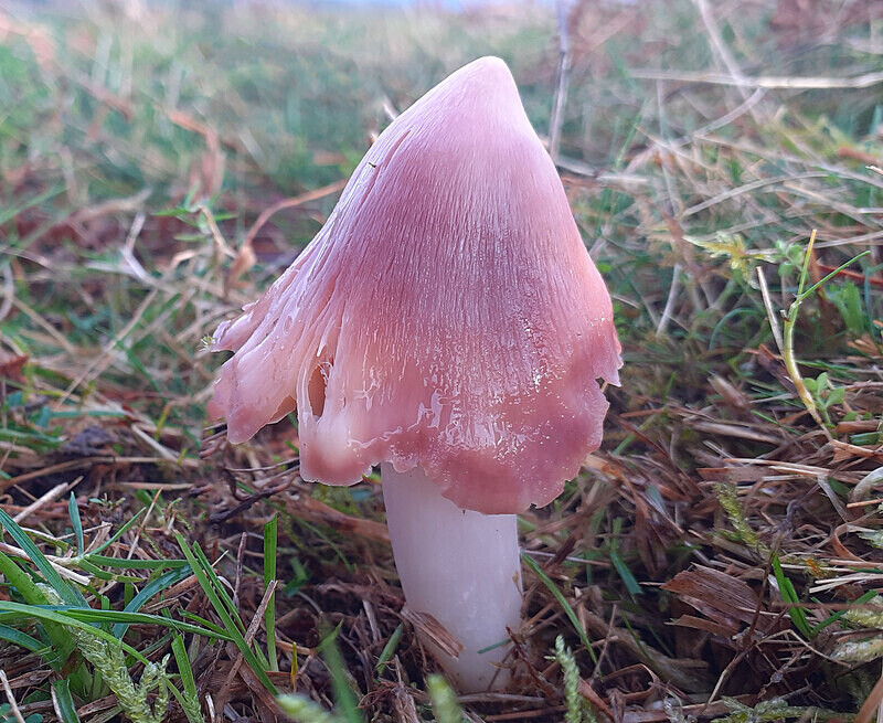 Pink Waxcap - Waxcaps