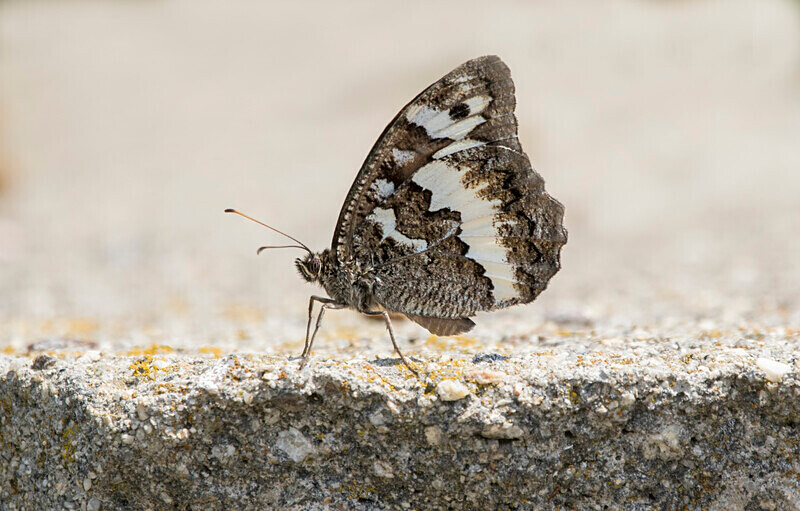 Eastern Banded Grayling - Bulgaria and Romania 2019