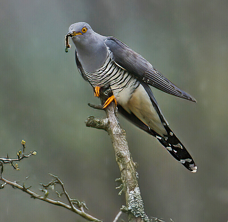 Male Cuckoo. - Cuckoos, Shrikes & Waxwings