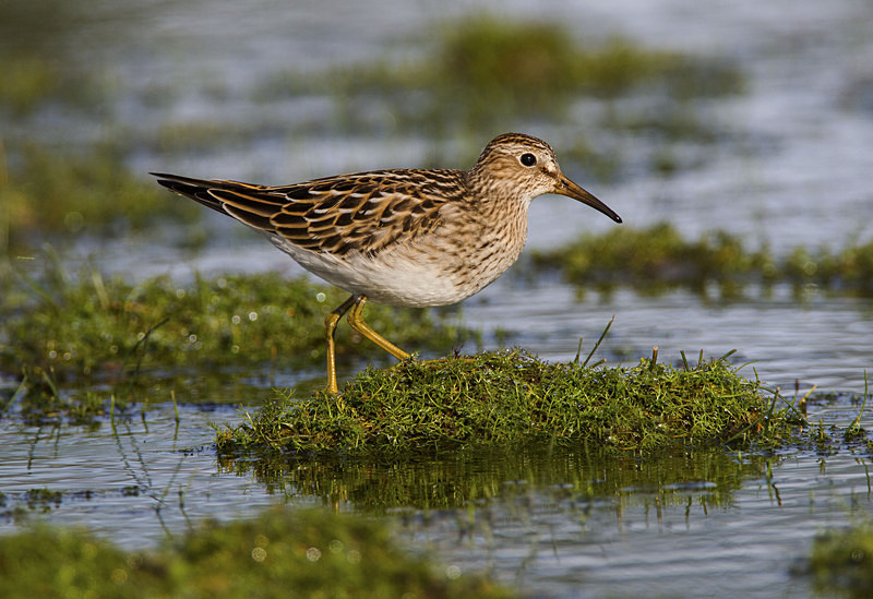 Pectoral Sandpiper - Waders and Plovers